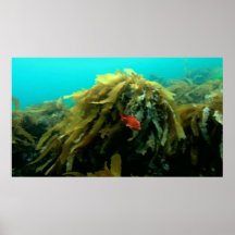 Sea life poster