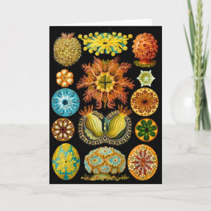 sea life sea creatures print card