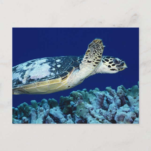 Sea Life - Sea Turtle Postcard (Front)