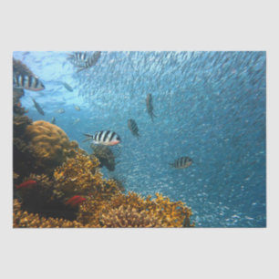 sea life tissue paper