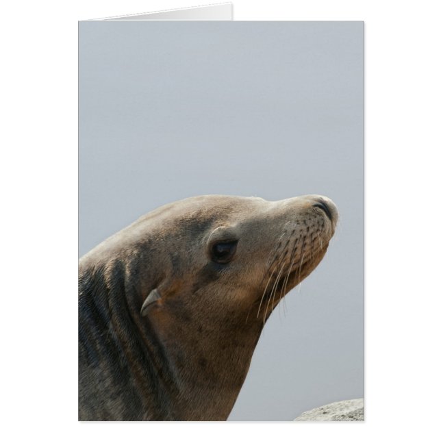 Sea Lion (Front)