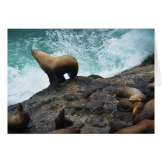 Sea Lion