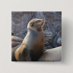 Sea Lion 15 Cm Square Badge