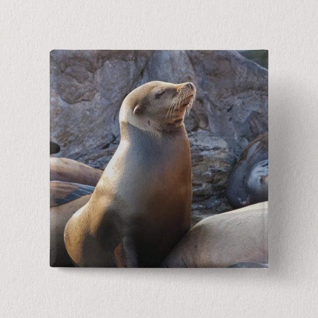 Sea Lion 15 Cm Square Badge (Front)