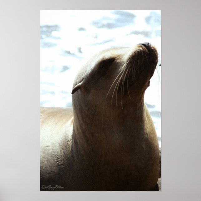 Sea Lion 2 Poster (Front)