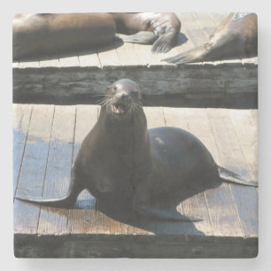Sea Lion at Pier 39 in San Francisco Stone Coaster