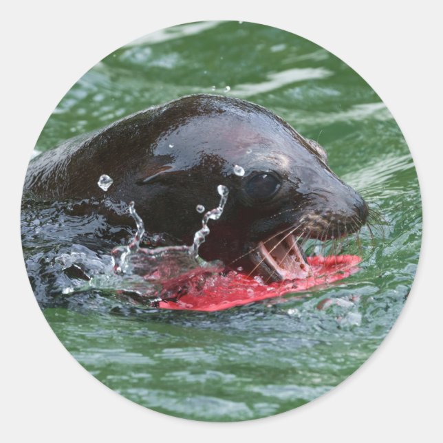 Sea Lion at Play Classic Round Sticker (Front)