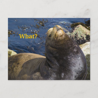 Sea Lion Attitude Postcard