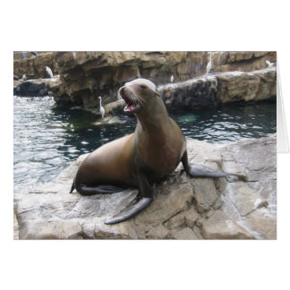 sea lion barking