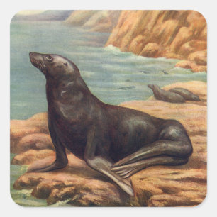 Sea Lion by the Seashore, Vintage Marine Mammals Square Sticker