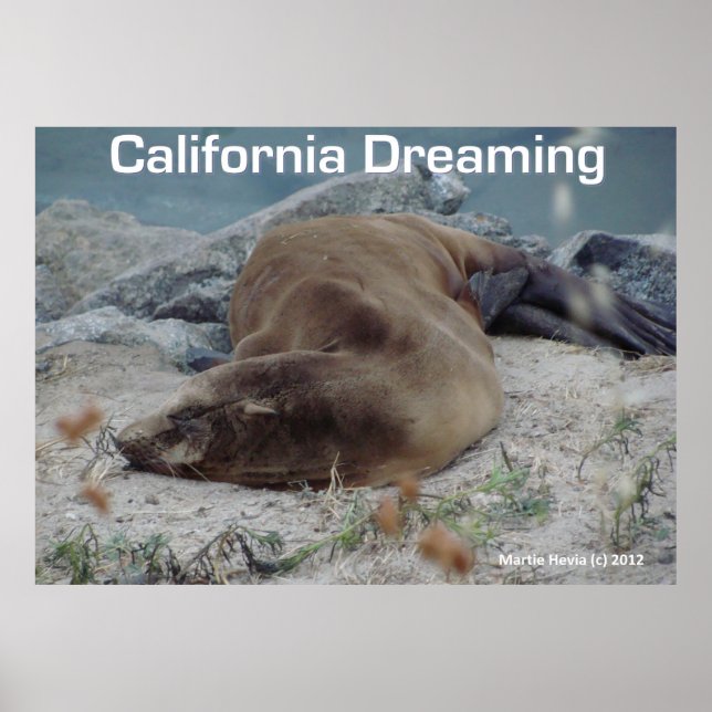 Sea Lion - California Dreaming - Poster (Front)