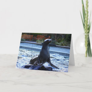 Sea Lion Card