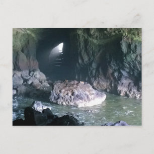 Sea Lion Cave, OR Postcard