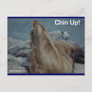 Sea Lion - Chin Up! - Postcard