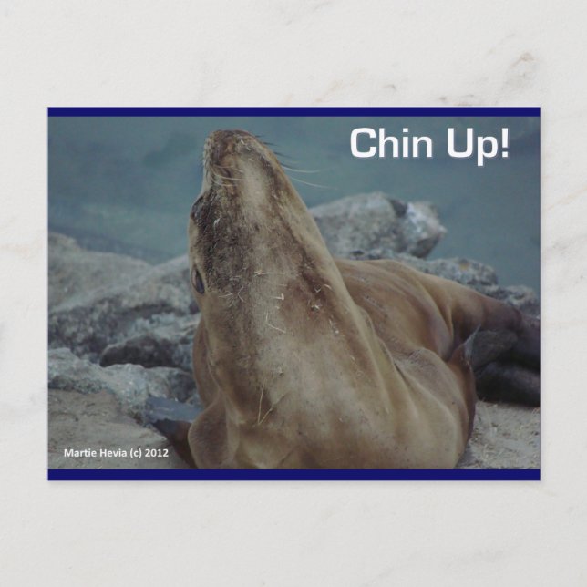 Sea Lion - Chin Up! - Postcard (Front)