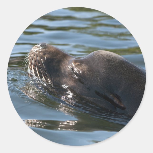 Sea Lion Classic Round Sticker (Front)