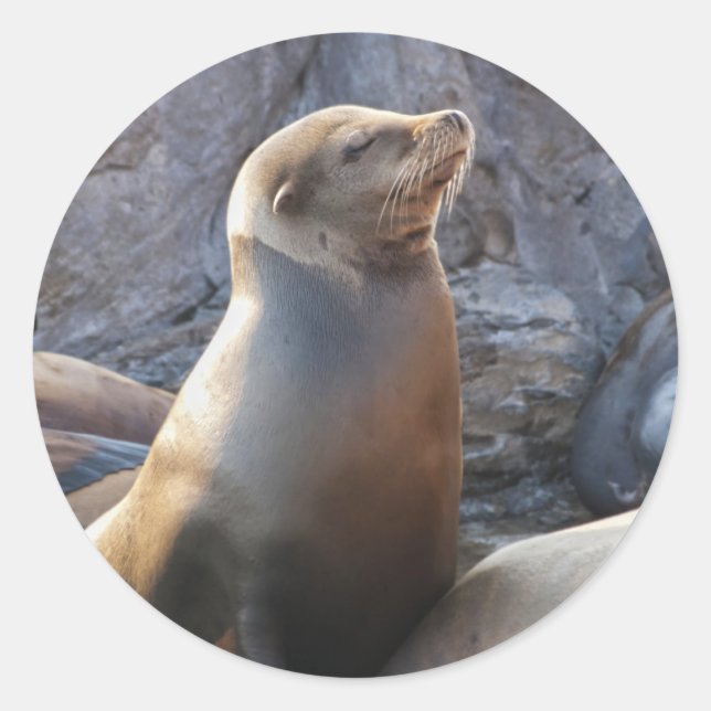 Sea Lion Classic Round Sticker (Front)