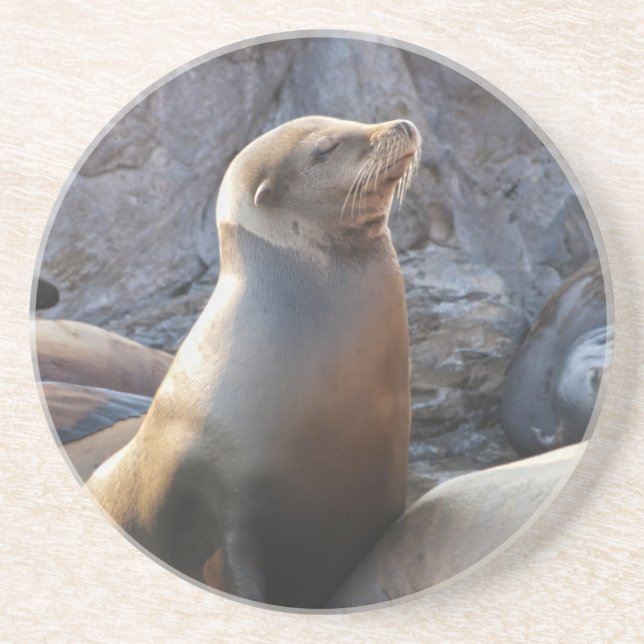 Sea Lion Coaster (Front)