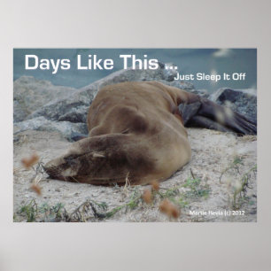 Sea Lion - Days Like This - Poster