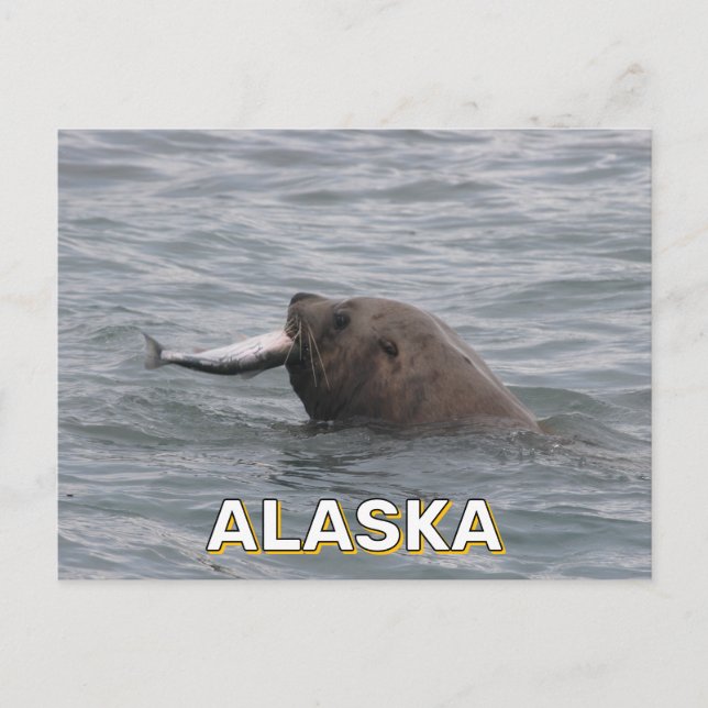 Sea Lion Eating A Salmon In Alaska Postcard (Front)