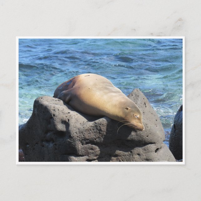 sea lion galapagos postcard (Front)
