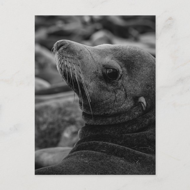 Sea Lion Looking Back - Cute Wildlife Photography Postcard (Front)
