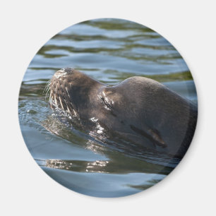 Sea Lion Magnet