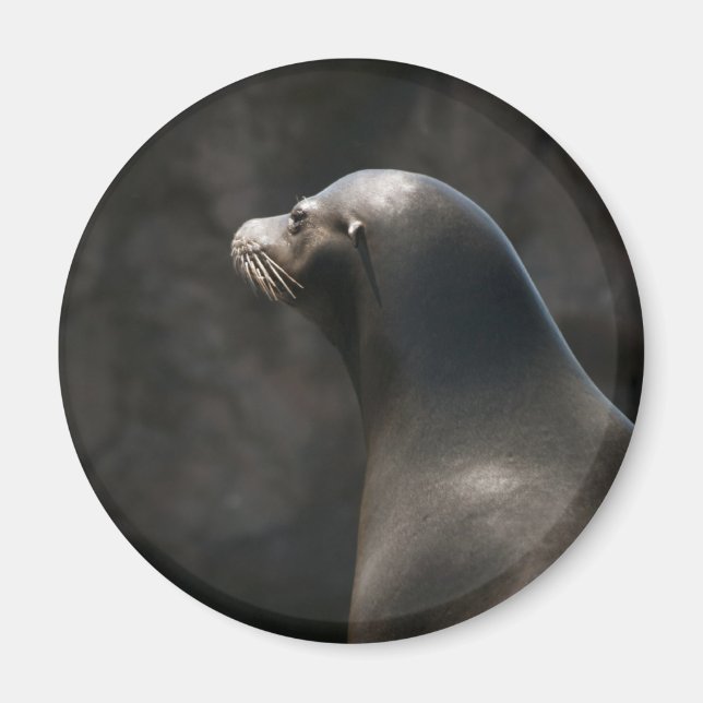 Sea Lion Magnet (Front)