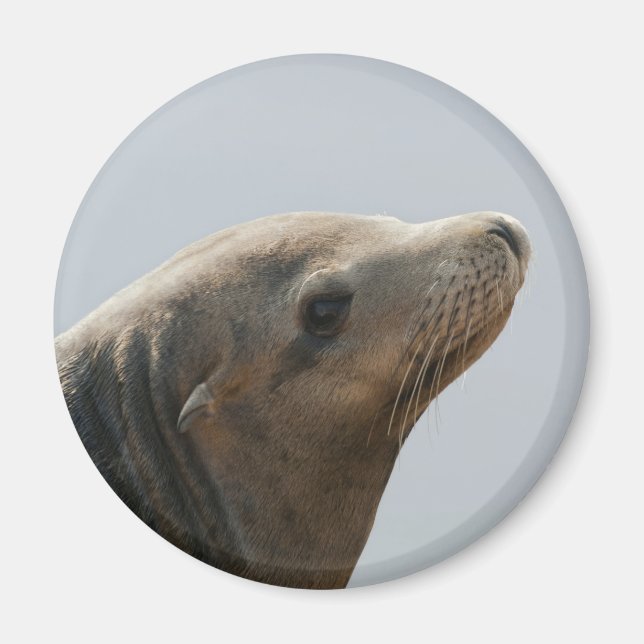 Sea Lion Magnet (Front)