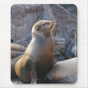 Sea Lion Mouse Pad