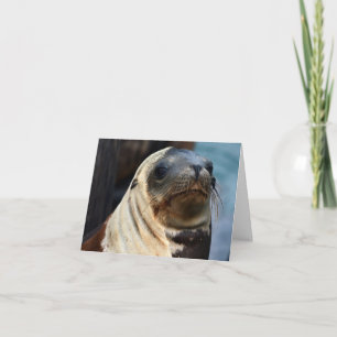 Sea Lion Portrait Card