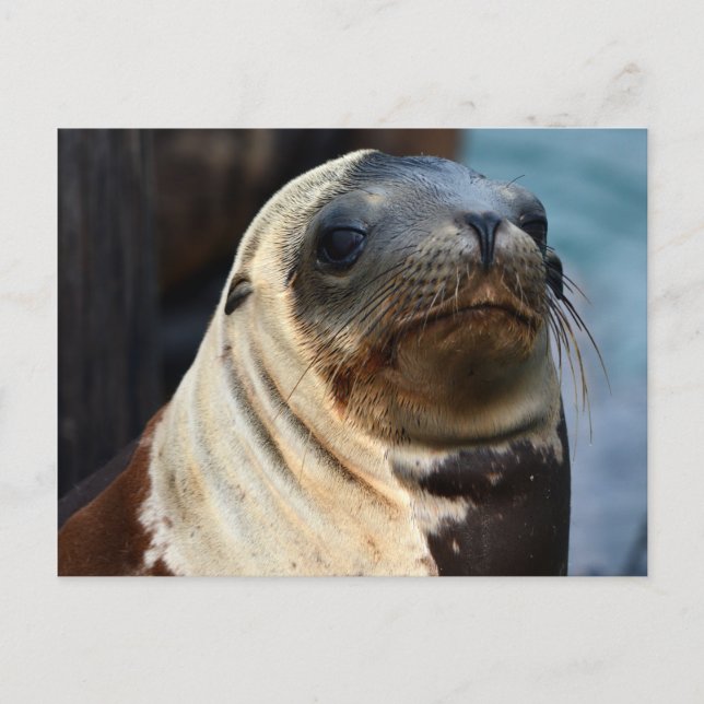 Sea Lion Portrait Postcard (Front)