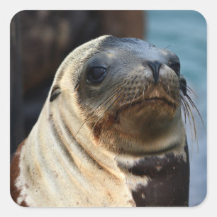 Sea Lion Portrait Square Sticker