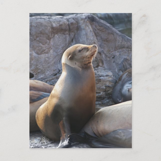 Sea Lion Postcard (Front)