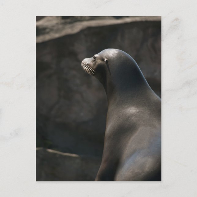Sea Lion Postcard (Front)