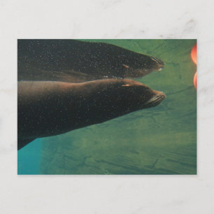 Sea Lion Postcard