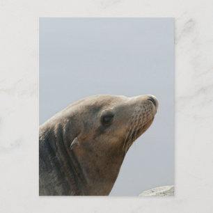 Sea Lion Postcard