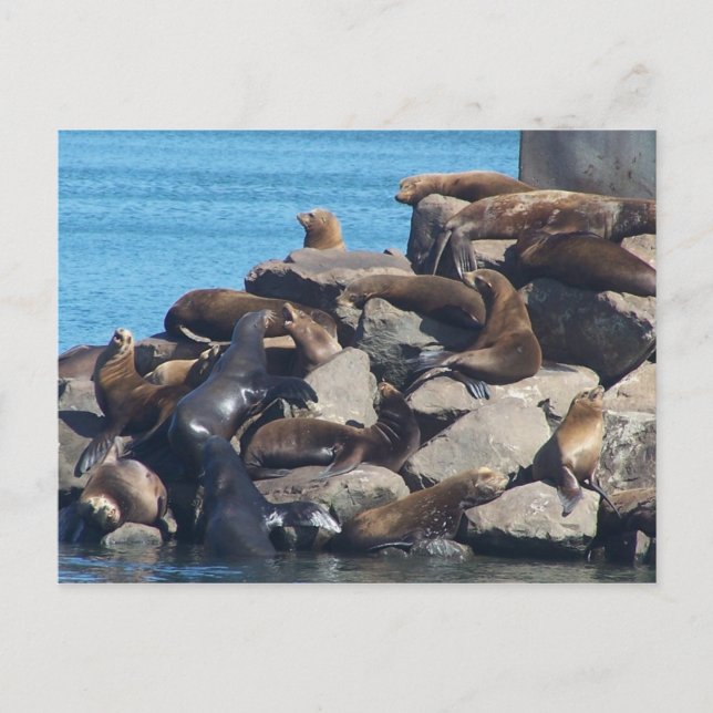 Sea Lion Postcard (Front)