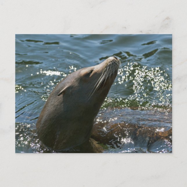 Sea Lion Postcards (Front)