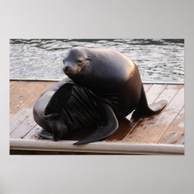 Sea lion Poster (Front)