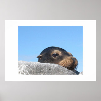 Sea Lion Poster
