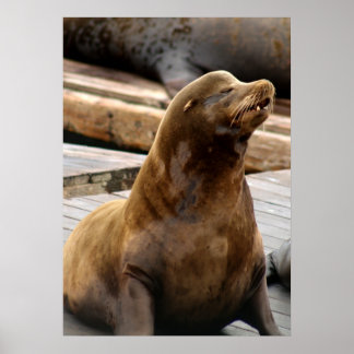 Sea Lion Print