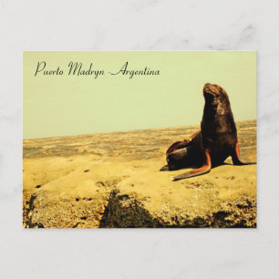 Sea Lion. Puerto Madryn - Argentina Postcard