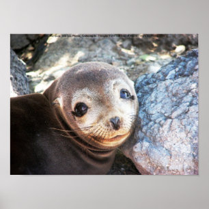 Sea lion pup, Isla Las Plazas, Galapagos Poster