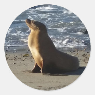 Sea Lion Sticker