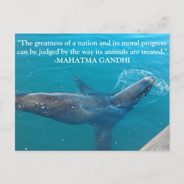 Sea Lion Swimming in Harbour with Ghandi quote Postcard (Front)