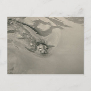 sea lion swimming postcard