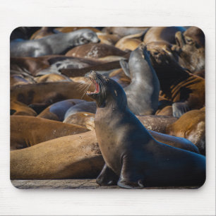 Sea Lion Yawning with Harbour Colony - Photography Mouse Pad
