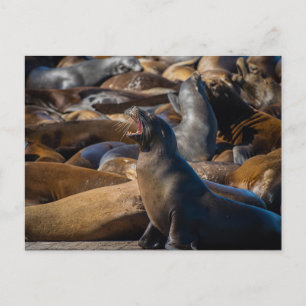 Sea Lion Yawning with Harbour Colony - Photography Postcard