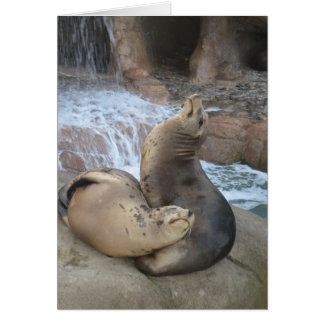 Sea Lions